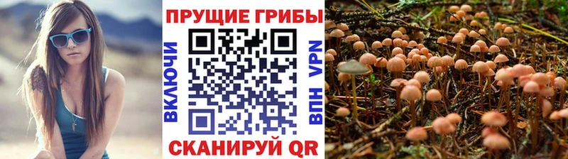 купить наркоту  Калининград  Псилоцибиновые грибы Psilocybe 